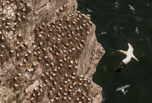 Nidificando gansos-patolas em Bempton Cliffs em Yorkshire, Reino Unido, onde cerca de 500.000 aves marinhas migram para os penhascos de giz para encontrar um companheiro e criar seus filhotes. De março a outubro, as falésias ganham vida com adultos que constroem ninhos e filhotes jovens, incluindo papagaios-do-mar, gansos-patola e guilemots, formando um dos maiores espetáculos da vida selvagem do Reino Unido.