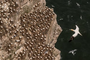 Nesting gannets at Bempton Cliffs in Yorkshire, UK, where around 500,000 seabirds flock to the chalk cliffs to find a mate and raise their young. From March to October the cliffs come alive with nest-building adults and young chicks, including Puffins, Gannets and Guillemots, forming one of the UK’s top wildlife spectacles