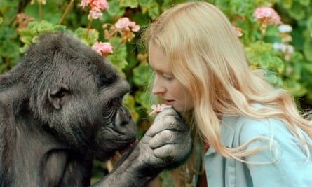 Programme Name: Koko: The Gorilla who Talks to People - TX: 15/06/2016 - Episode: n/a (No. n/a) - Picture Shows: Koko and Penny Koko - (C) Ron Cohn - Photographer: Ron Cohn