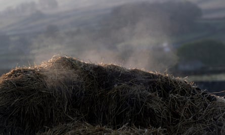 A pile of steaming manure.  