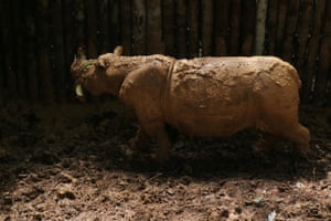 The first Sumatran rhino (Dicerorhinus sumatrensis) found in Indonesian Borneo in over 40 years has died weeks after it was found in Kutai, east Kalimantan on 18 March.