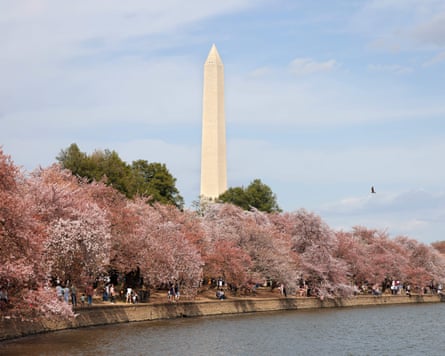 The Washington monument rises behind cherry trees in flower along a waterfront