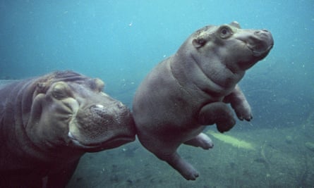 An African river hippo named Funani nudges her calf Jazi