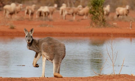 File photo of a kangaroo standing next to a waterhole as sheep gather to look for food
