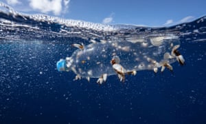 Bryozoans, nudibranchs, crabs, and barnacles live on a clear plastic bottle in the ocean.