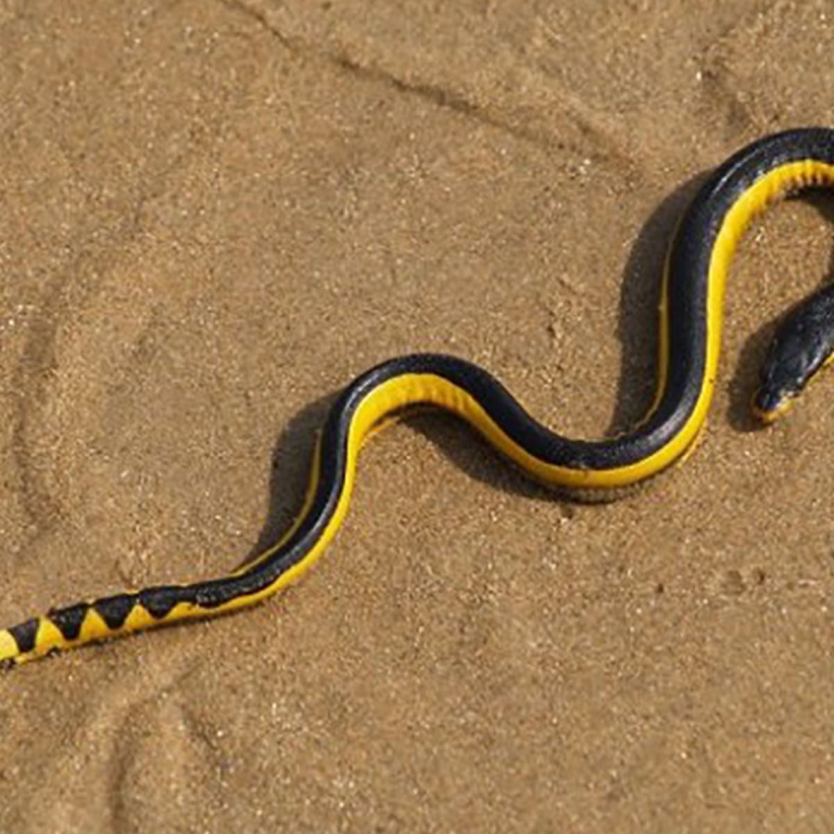 Case of the mystery sea snakes: why are reptiles washing up on New Zealand's  shores? | New Zealand | The Guardian