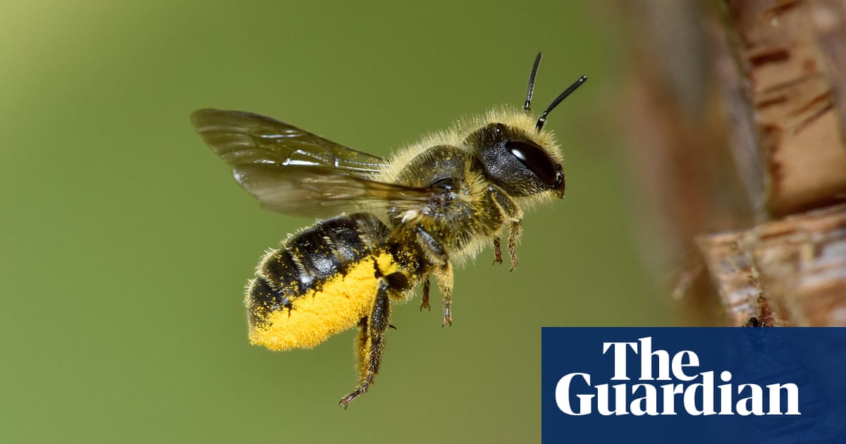 UK overrules scientific advice by lifting ban on bee-harming pesticide