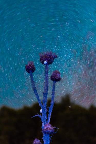 Claudia Fuggetti, Metamorphosis, 2024This series captures moments that seem caught between the real and the artificial, inviting viewers to see nature as an active presence rather than a background, all while reflecting on beauty, fragility and loss.