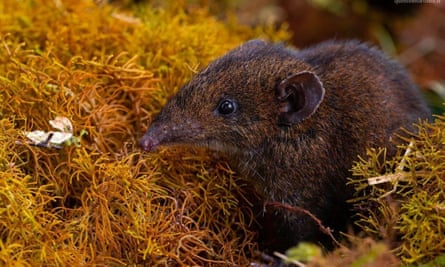 A hylomys dorsalissoft-furred hedgehog in the wild on Mount Murud, Sarawak, Borneo, Malaysia.