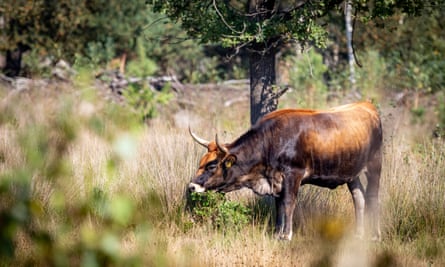 A grazing tauros