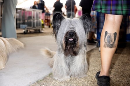 A terrier beside his handler, who is wearing a kilt and has a tattoo of the dog on her calf