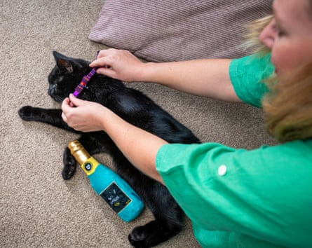 Olly has his collar adjusted
