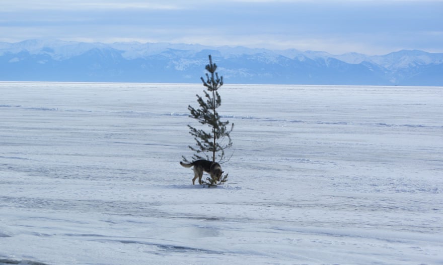 A dog on frozen Lake Baikal.