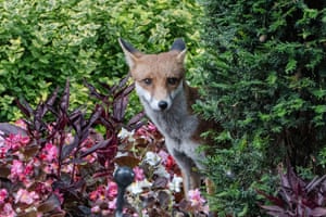 A fox is seen in Downing Street in London, United Kingdom, during ministerial arrivals for a cabinet meeting at Number 10.
