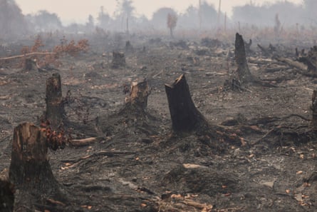 The blackened stumps of trees