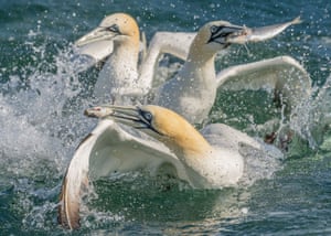 Gannets espirram no mar com peixes em seus bicos
