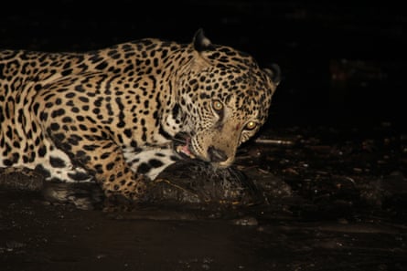 A jaguar gnaws on a recently-killed freshwater turtle on Nancite Beach.
