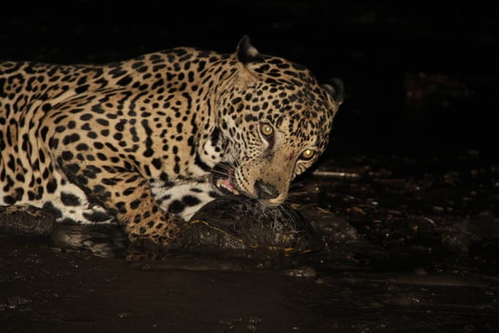 Contando as espécies: como o código de barras do DNA está reescrevendo o livro da vida 11 5184