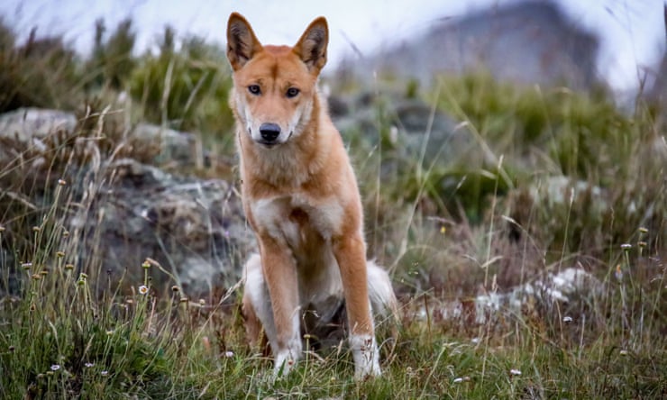 Alpine dingoes at risk of extinction after Victorian government extends right to cull Alpine dingoes at risk of extinction after Victorian government extends right to cull