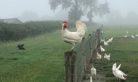 Arlington white hens at Cackleberry Farm.