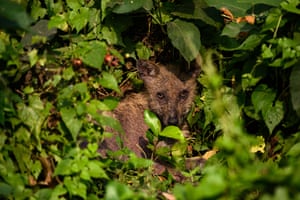 A sick golden jackal (Canis aureus) peeking out from the jungle in Tehatta, West Bengal, India.