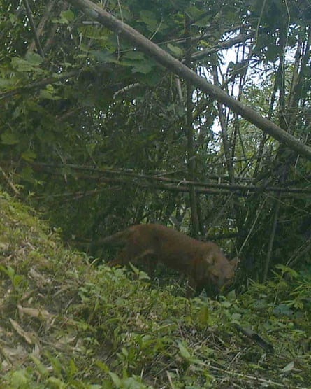 A dhole prowling the forests of the Chittagong Hill Tract. Camera trap photos such as these have proven that dholes are still present in Bangladesh.