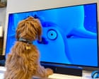 ‘We didn’t set out to make a show for animals!’ The Netflix seal cartoon that’s a huge hit … with pets