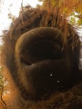 A baby orangutan picks up the camera and takes some pictures
