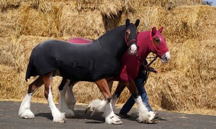 Two Clydesdale horses being walked along in horse coats, one in crimson and one in blue, in front of a large pile of bales