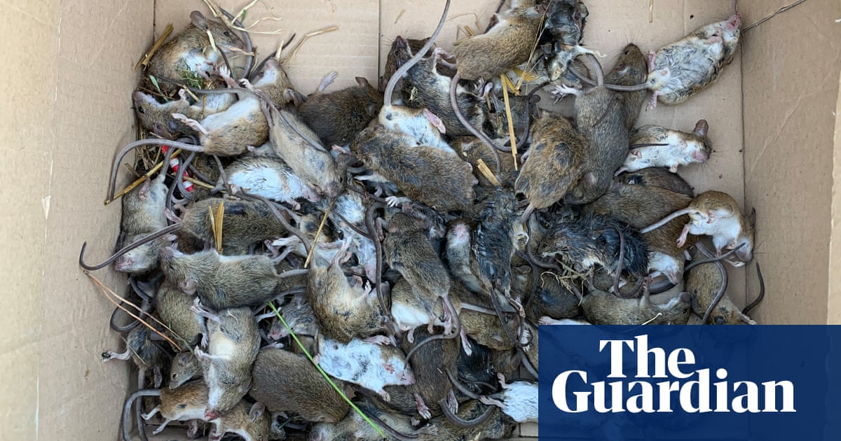 ‘You can’t escape the smell’: mouse plague grows to biblical proportions across eastern Australia