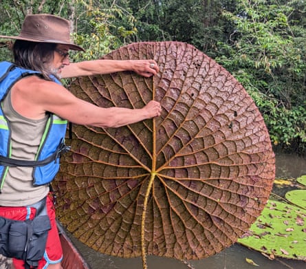 Carlos Magdalena holding up a giant waterlily leaf