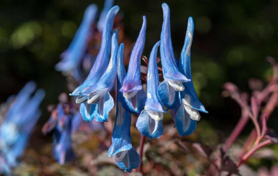 True blue: Corydalis 'Blue Heron’, a perfect plant for dappled shade.