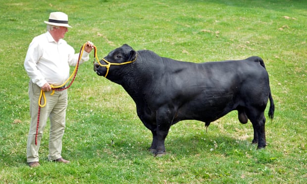 Ο αγρότης Geoff Roper, ο ιδιοκτήτης του Wessex Lowlines στο Dorset, με τον ταύρο του Conker