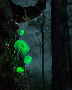 Mycena chlorophos glowing on a tree