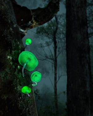 Mycena chlorophos brilhando em uma árvore