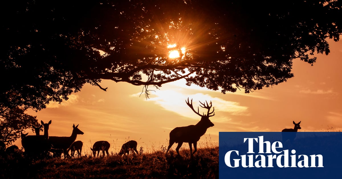 Deer At Dawn And Seaside Lights Wednesday S Best Photos News The Guardian Deer At Dawn And Seaside Lights Wednesday S Best Photos News The Guardian