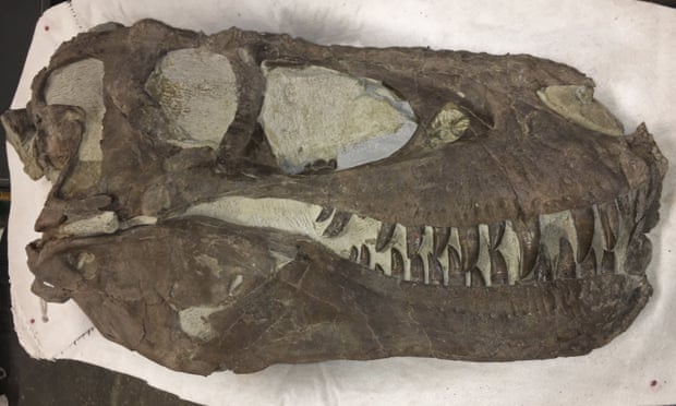 The skull of a tyrannosaur found near the Rainbows and Unicorns Quarry in 2019.
