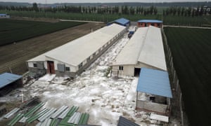 White disinfectant powder is sprinkled on the soil around a pig farm in northern Chinaâs Hebei Province.