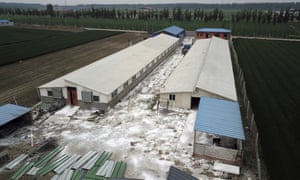 White disinfectant powder is sprinkled on the soil around a pig farm in northern Chinaâs Hebei Province.
