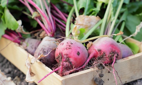 Freshly harvested homegrown beetroots are seen in a wooden seed tray.