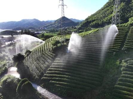 Tea farmers operate automatic sprinklers to irrigate drought-affected tea plants in Zhejiang Province, China.
