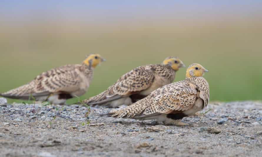 Pallas Sandgrouse (Syrrhaptes paradoxus) an einem Trinkbecken in Kasachstan. Die Art ist ausgestorben.
