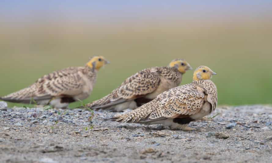 Pallas's sandgrouse (Syrrhaptes paradoxus) at a drinking pool in Kazakhstan. The species has become extinct.