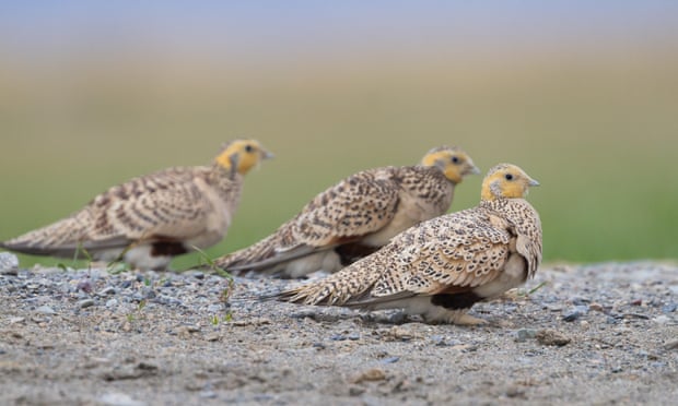 One in five of Europe’s bird species slipping towards extinction Pallas’s sandgrouse (Syrrhaptes paradoxus) at a drinking pool in Kazakhstan. The species has become regionally extinct since the last report in 2015. Photograph: AGAMI Photo Agency/Alamy