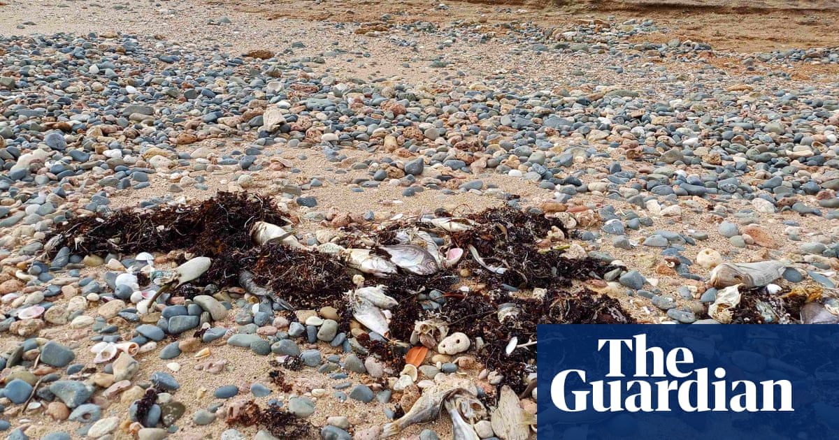 Marine heatwave kills 30,000 fish off Western Australia coast