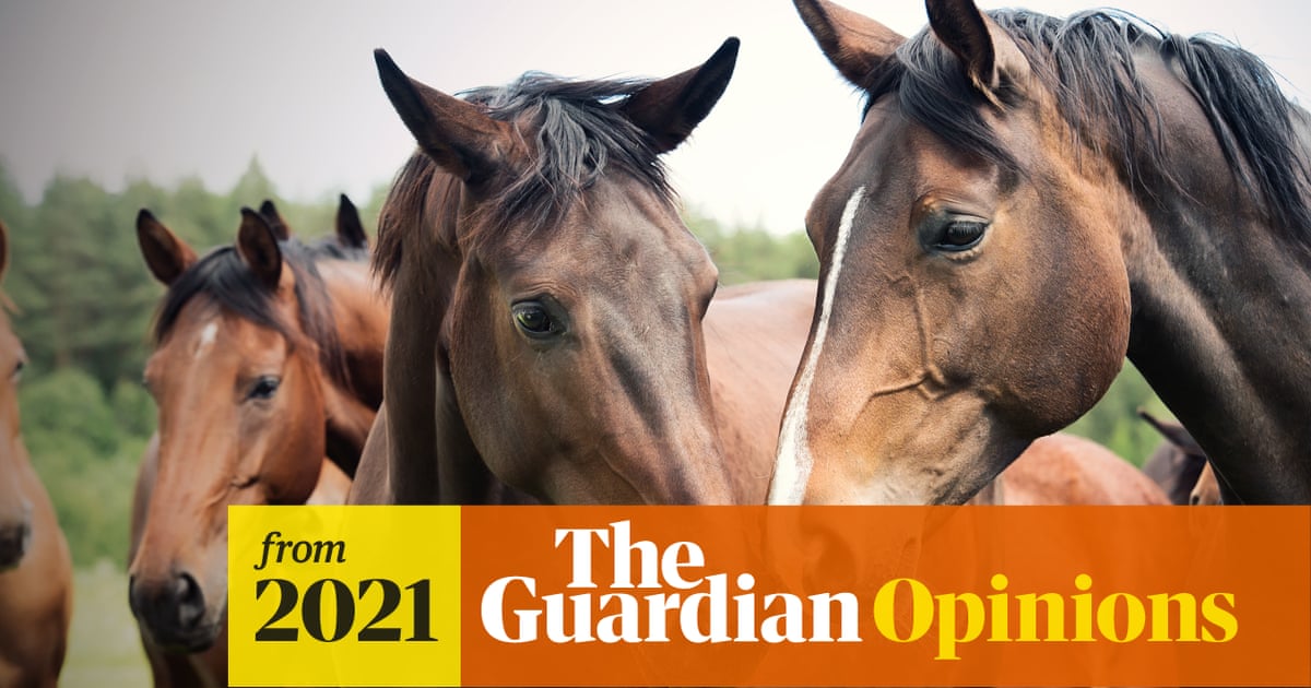 www.theguardian.com