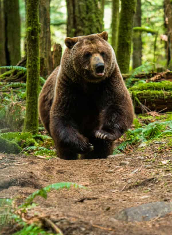 A grizzly bear.