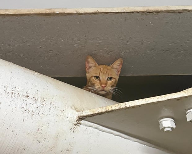 One of the many cats of Istanbul