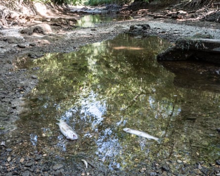 Dead trout stranded in isolated residual pools along a dry riverbed