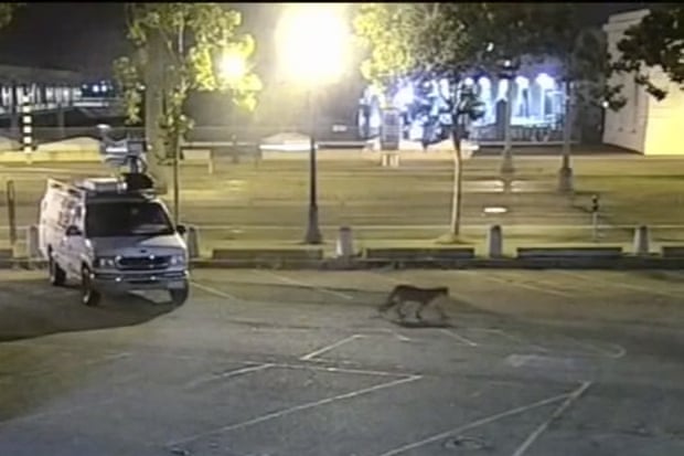 A young mountain lion wanders through the parking lot of KGO-TV/ABC7 television station.